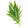 Saatband — Apte Rukola (Eruca sativa) 6 m für Haus- und Gartenanbau