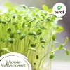 Toraf Tomatensamen-Set Eden – 8 Packungen