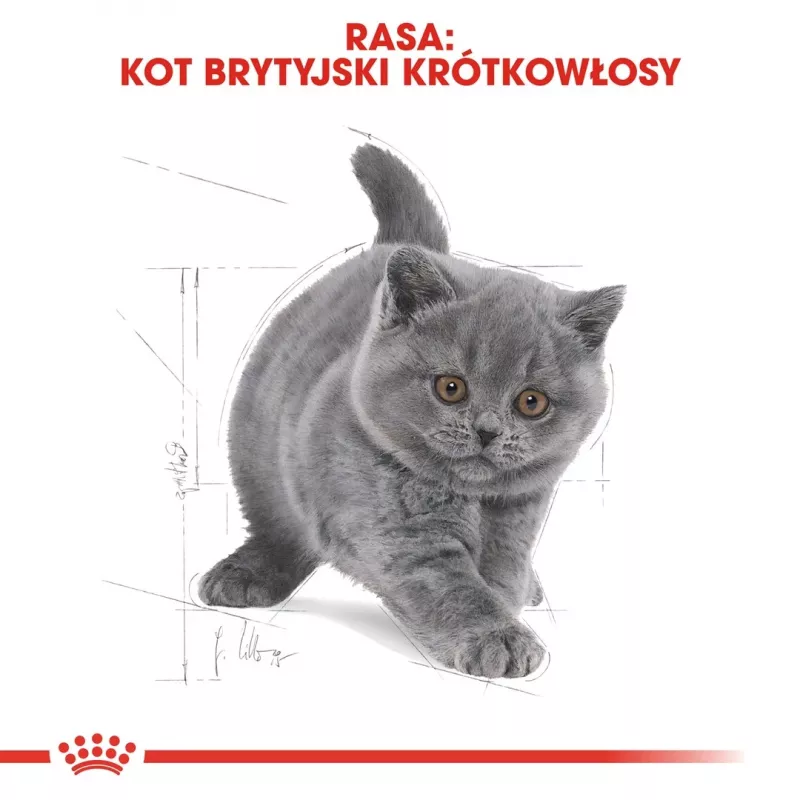 Trockenfutter für Katzen Royal Canin British Shorthair Kitten 2 kg – Huhn, 38% Protein, 20% Fett, Wachstumsformel