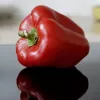 Samenpackung Seklos LT Paprika Jolanta 0,5 g – Süßpaprikasamen für den Anbau