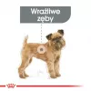 Trockenfutter für Hunde Royal Canin Mini Dental Care 3 kg — ausgewachsene kleine Rassen, Geflügel, Zahnpflege