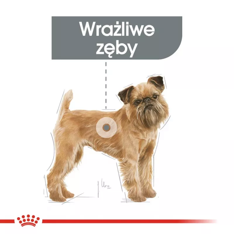 Trockenfutter für Hunde Royal Canin Mini Dental Care 3 kg — ausgewachsene kleine Rassen, Geflügel, Zahnpflege