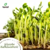 Toraf Gemüsesamen-Harmonie-Set – 12 Packungen