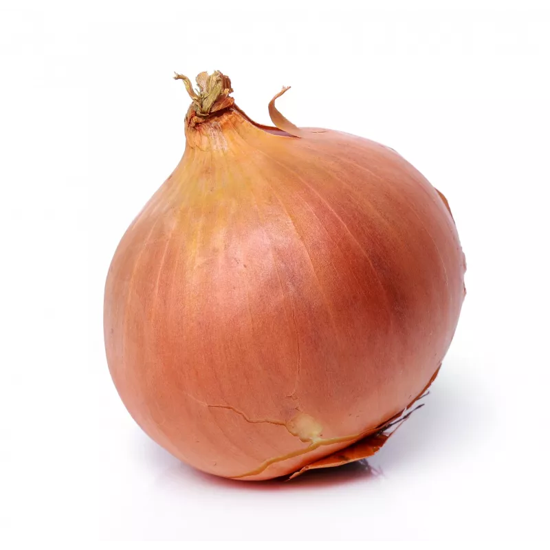 Wolska Onion Toraf Gemüsesamen, 5g Packung