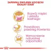 Trockenfutter für Katzen Royal Canin British Shorthair Kitten 2 kg – Huhn, 38% Protein, 20% Fett, Wachstumsformel