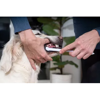 Zahnpasta für Hunde und Katzen VIRBAC enzymatische Paste 70 g