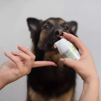 Zahnpasta für Hunde VETEXPERT Caryodent Enzymatic 50 ml — tierärztliche Mundpflege, 50 g, zuckerfrei, glutenfrei