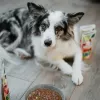 ANIMAL ISLAND Truthahn/Rind Hundefutterbeutel 8x150g