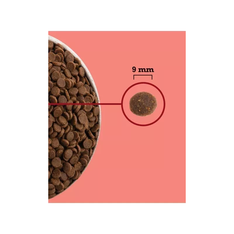 ACANA Highest Protein Innenbereich Cat - Trockenfutter für Katzen - 4,5 kg