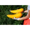 Goldene Zucchini Toraf Gemüsesamen, 5g Packung