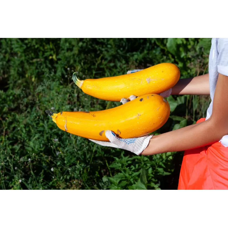 Goldene Zucchini Toraf Gemüsesamen, 5g Packung