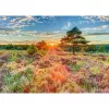 Puzzle, schmidt spiele Heide bei Sonnenuntergang, 1000 Teile, Landschaftsmotiv