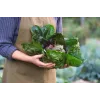 Lettuce Chicory Palla Rossa 3 Toraf Gemüsesamen, 5g-Packung