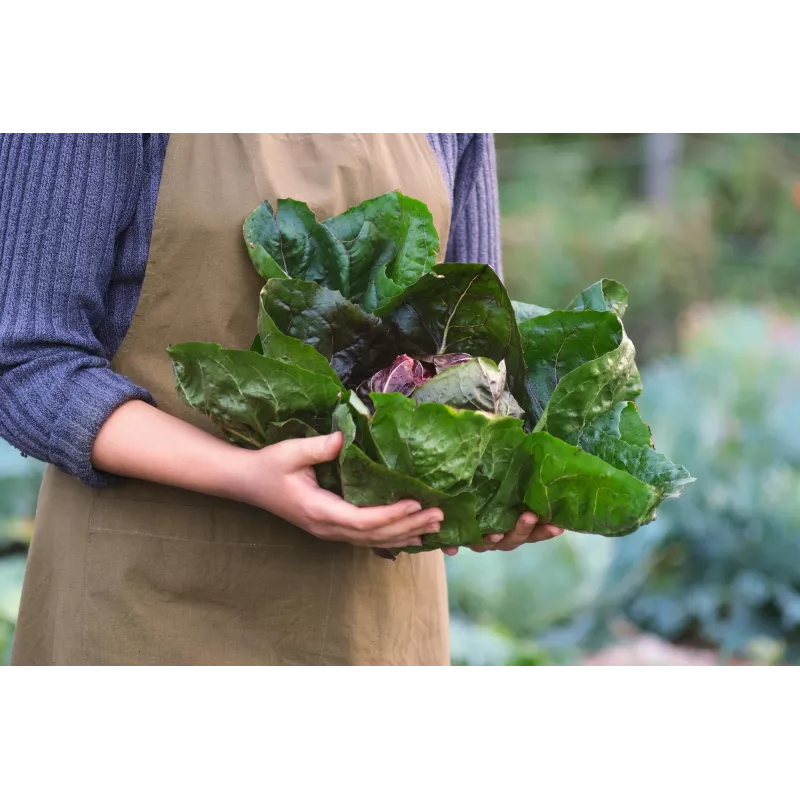 Lettuce Chicory Palla Rossa 3 Toraf Gemüsesamen, 5g-Packung