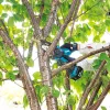 Astkettensäge MAKITA DUC101Z01 Blau, Schwarz