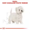Royal Canin BHN West Highland Weiß Terrier Adult - Trockenfutter für ausgewachsene Hunde - 3 kg
