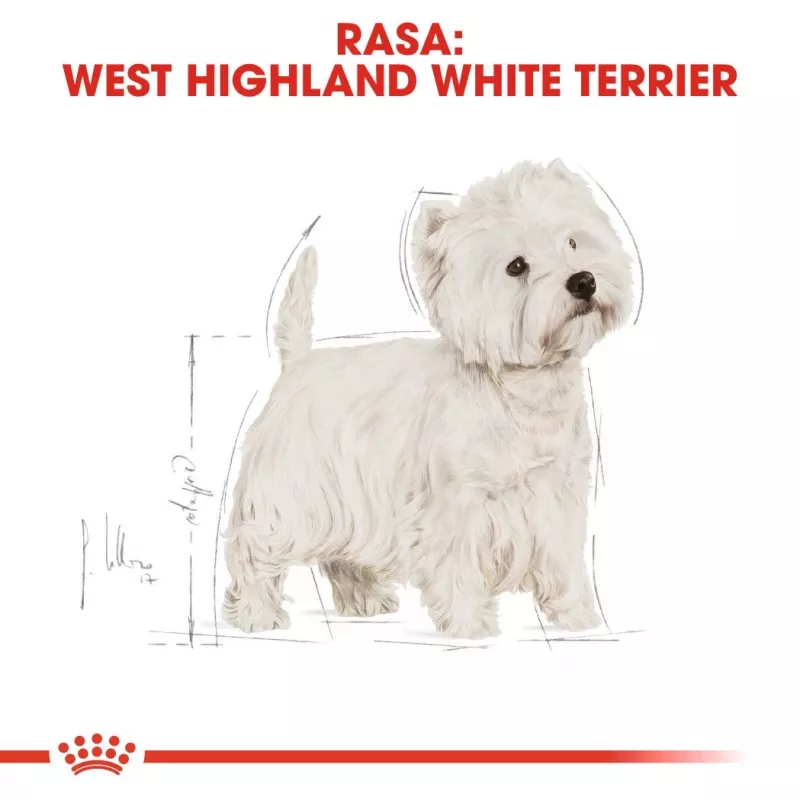 Royal Canin BHN West Highland Weiß Terrier Adult - Trockenfutter für ausgewachsene Hunde - 3 kg