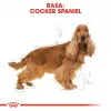 Royal Canin Cocker Adult Trockenfutter für Hunde, 12 kg