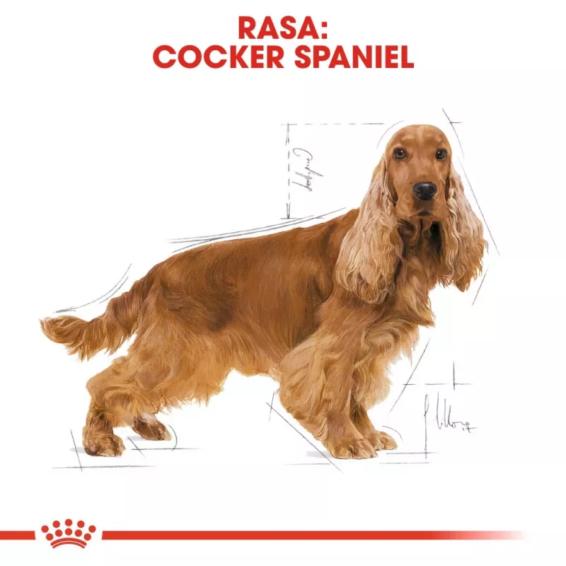 Royal Canin Cocker Adult Trockenfutter für Hunde, 12 kg