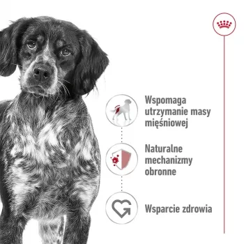 ROYAL CANIN SHN Medium Adult Laib Dose 410g