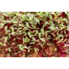 China Rose Radieschensamen für Sprossen, 20g Packung