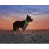 LED-Halsband Anicoll Grün für Hunde und Katzen Modell wiederaufladbare Beleuchtung