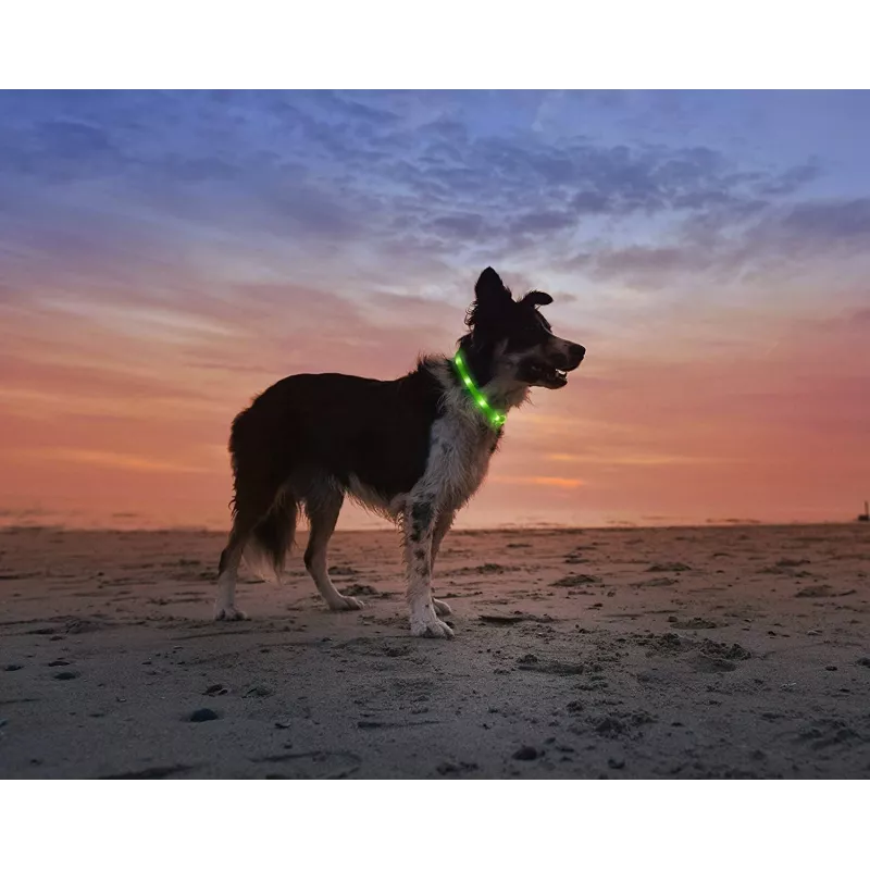 LED-Halsband Anicoll Grün für Hunde und Katzen Modell wiederaufladbare Beleuchtung