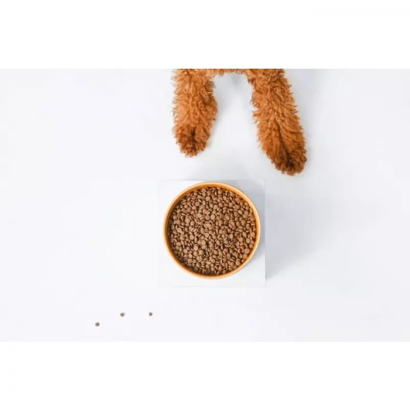Trockenfutter für Hunde nature's protection Superior Care Red Coat Adult Small breed Getreidefrei Lachs 10 kg