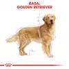 ROYAL CANIN BHN Golden Retriever Trockenfutter für Hunde - 12 kg