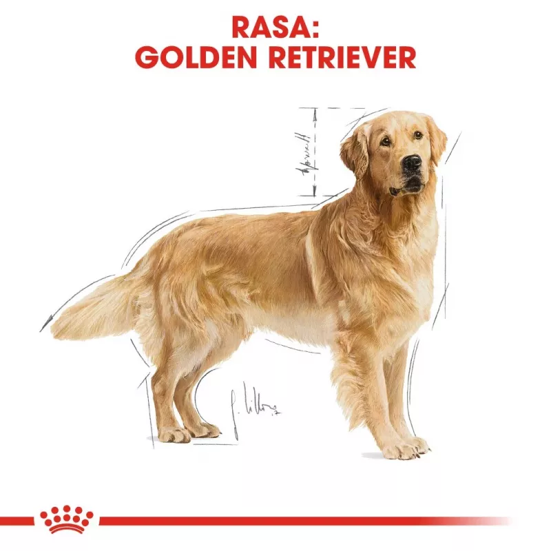 ROYAL CANIN BHN Golden Retriever Trockenfutter für Hunde - 12 kg