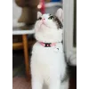 ZOLUX Chatouille pink - Katzenhalsband
