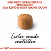 Trockenfutter für Katzen Royal Canin Maine Coon Adult 10 kg — Geflügel (Huhn), 31 % Protein, 20 % Fett