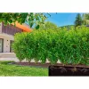 Gardena 13504-20 Gartenschlauch 50 m Unterirdisch Schwarz