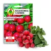 Seeds Apte Rzodkiewka CARMEN — Polnische Rettichsorte für den ganzjährigen Anbau