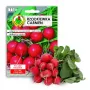 Seeds Apte Rzodkiewka CARMEN — Polnische Rettichsorte für den ganzjährigen Anbau