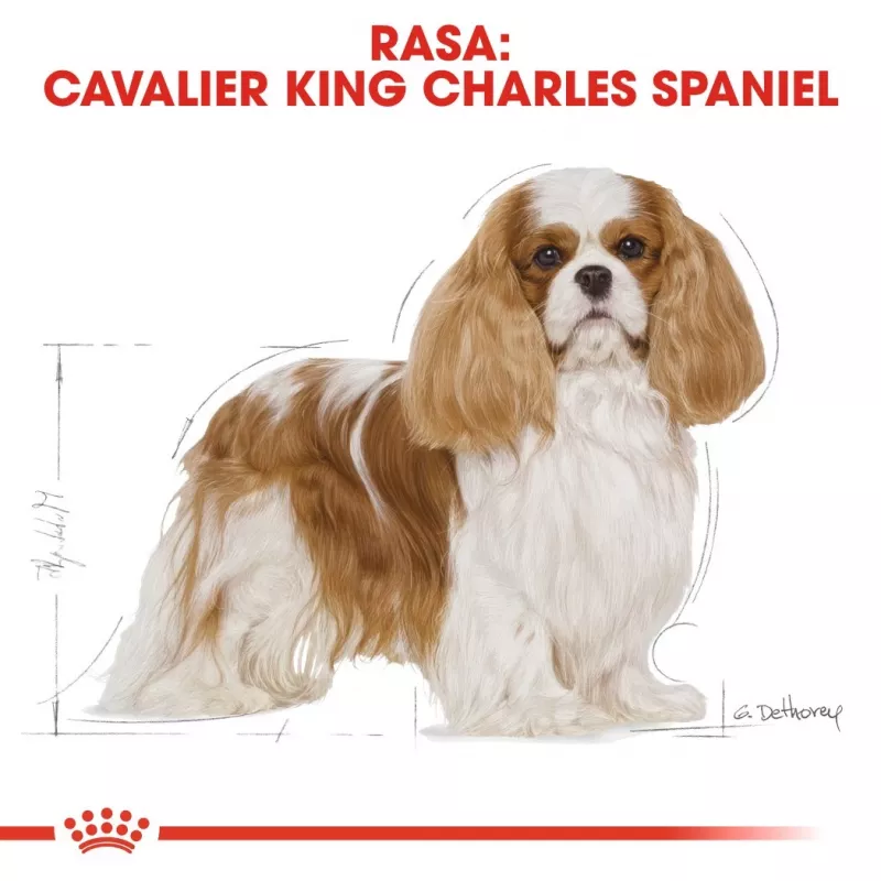 Trockenfutter für Hunde Royal Canin Cavalier King Charles Adult 1,5 kg — Huhn, kleine Rasse, Haut & Fell, Herzunterstützung