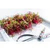 China Rose Radieschensamen für Sprossen, 20g Packung