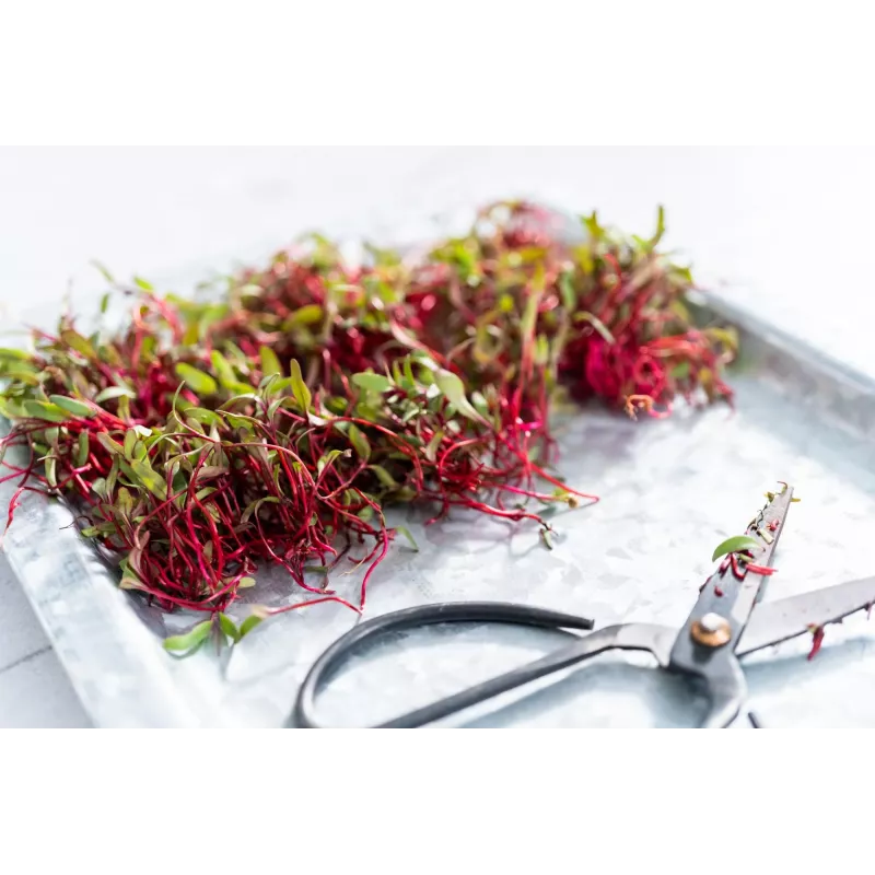 China Rose Radieschensamen für Sprossen, 20g Packung