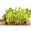 Schwarze Sonnenblumenkerne PNOS zum Keimen, 20 g Packung