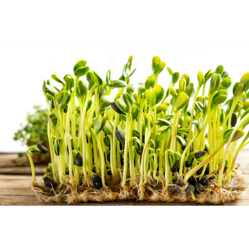 Schwarze Sonnenblumenkerne PNOS zum Keimen, 20 g Packung