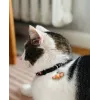ZOLUX Chatouille schwarz - Katzenhalsband