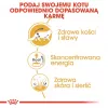 ROYAL CANIN FBN Maine Coon - Katzen-Nassfutter - Sachet 12x 85g