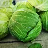 Samenpackung Apte — Weißkohl 'Roem Van Enkhuizen' (2 g) Gemüsesamen