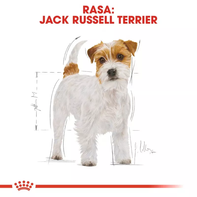 ROYAL CANIN Jack Russell Adult Trockenfutter für Hunde - 1,5 kg