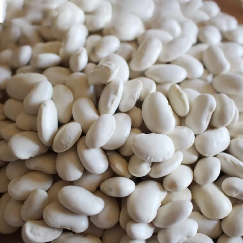 Saatgutpackung Seklos LT PNOS — Trockenbohnen 'Igłomska' Samen, 50 g
