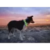 LED-Halsband Anicoll Grün für Hunde und Katzen Modell wiederaufladbare Beleuchtung