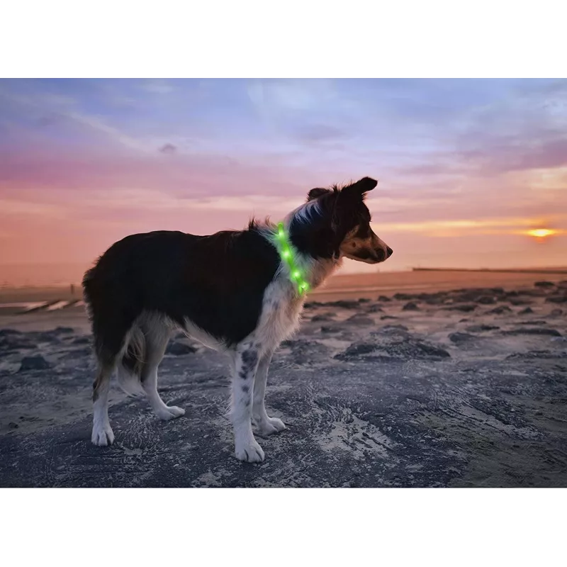 LED-Halsband Anicoll Grün für Hunde und Katzen Modell wiederaufladbare Beleuchtung