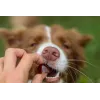 Nahrungsergänzungsmittel für kleine Hunde CONTIPRO GELOREN Small Dog Joints 180 g Gelatine-basierte Gelenkunterstützung im Beutel