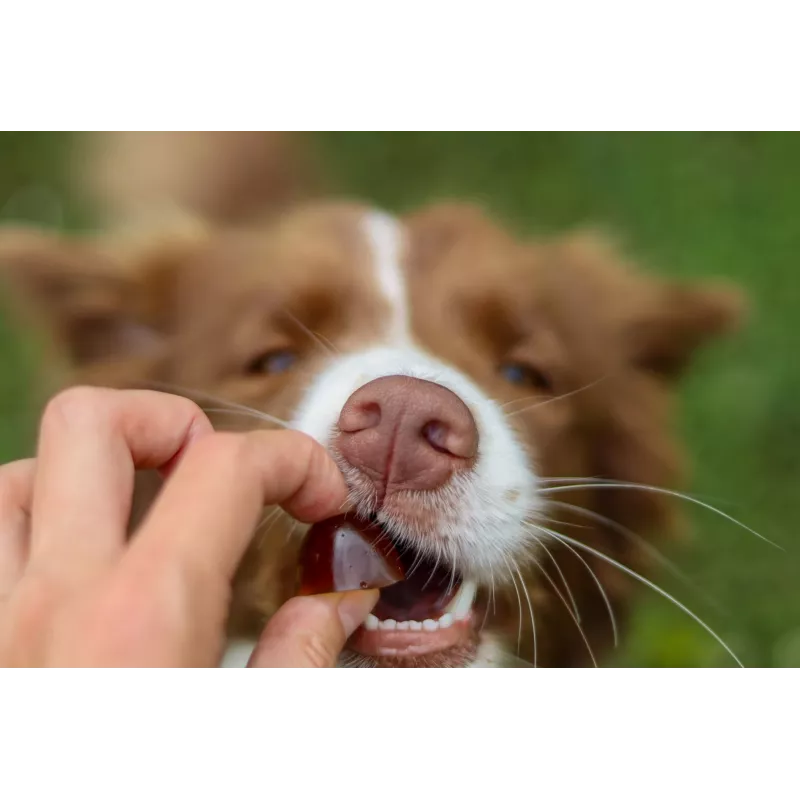 Nahrungsergänzungsmittel für kleine Hunde CONTIPRO GELOREN Small Dog Joints 180 g Gelatine-basierte Gelenkunterstützung im Beutel