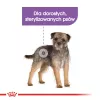 Trockenfutter für Hunde Royal Canin Mini Sterilised Care — 3 kg, Huhn, für sterilisierte kleine Rassen (5–10 kg), ausgewachsen, 30 % Protein